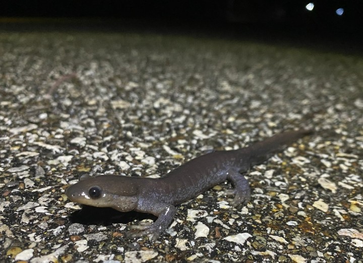 Jefferson Salamander